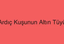 Ardıç Kuşunun Altın Tüyü