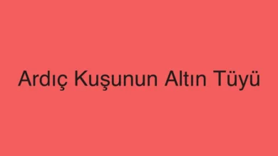 Ardıç Kuşunun Altın Tüyü