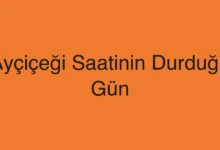 Ayçiçeği Saatinin Durduğu Gün