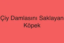 Çiy Damlasını Saklayan Köpek