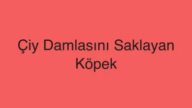 Çiy Damlasını Saklayan Köpek