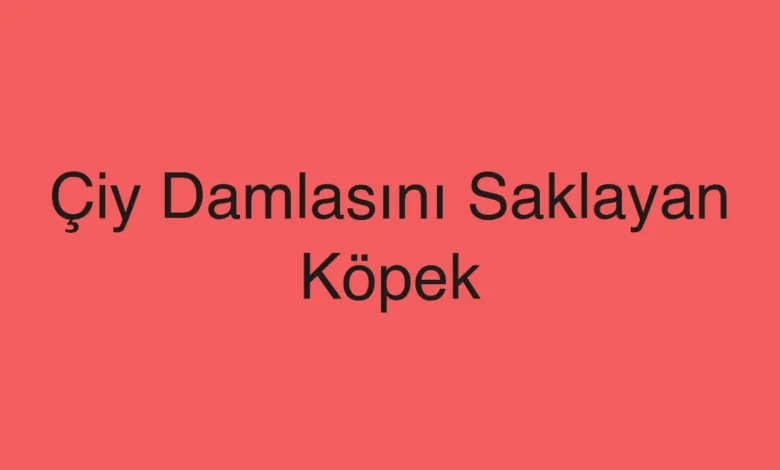 Çiy Damlasını Saklayan Köpek