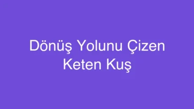 Dönüş Yolunu Çizen Keten Kuş