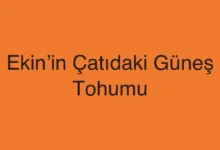 Ekin’in Çatıdaki Güneş Tohumu