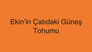 Ekin’in Çatıdaki Güneş Tohumu