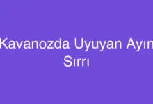 Kavanozda Uyuyan Ayın Sırrı