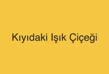 Kıyıdaki Işık Çiçeği