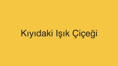Kıyıdaki Işık Çiçeği