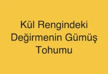 Kül Rengindeki Değirmenin Gümüş Tohumu