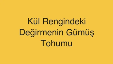 Kül Rengindeki Değirmenin Gümüş Tohumu