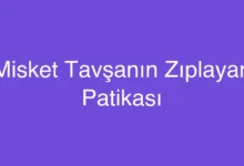 Misket Tavşanın Zıplayan Patikası