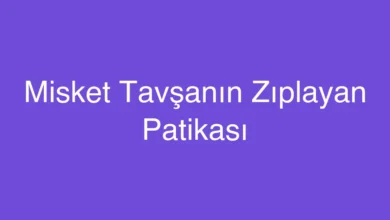 Misket Tavşanın Zıplayan Patikası