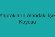 Yaprakların Altındaki Işık Kuyusu