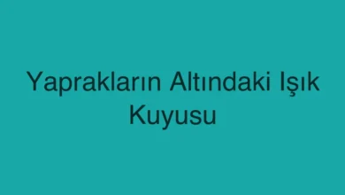 Yaprakların Altındaki Işık Kuyusu