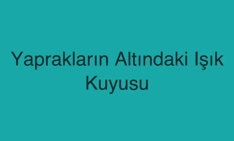 Yaprakların Altındaki Işık Kuyusu