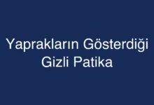 Yaprakların Gösterdiği Gizli Patika