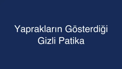 Yaprakların Gösterdiği Gizli Patika