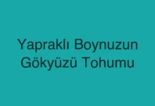 Yapraklı Boynuzun Gökyüzü Tohumu