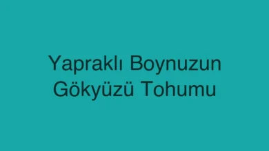 Yapraklı Boynuzun Gökyüzü Tohumu