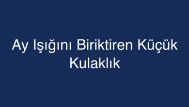 Ay Işığını Biriktiren Küçük Kulaklık