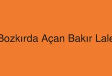 Bozkırda Açan Bakır Lale