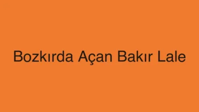 Bozkırda Açan Bakır Lale