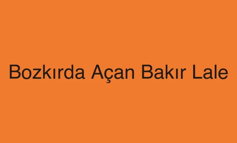 Bozkırda Açan Bakır Lale