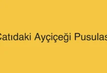 Çatıdaki Ayçiçeği Pusulası