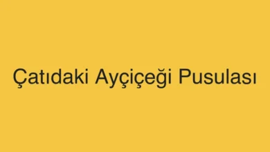 Çatıdaki Ayçiçeği Pusulası