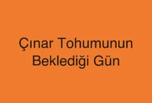 Çınar Tohumunun Beklediği Gün
