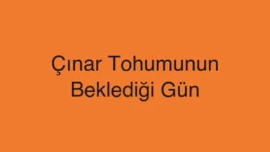 Çınar Tohumunun Beklediği Gün