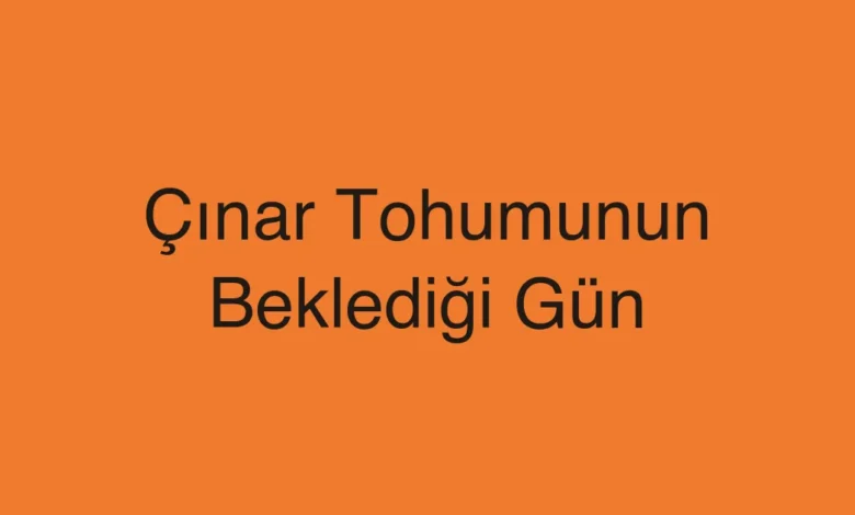 Çınar Tohumunun Beklediği Gün