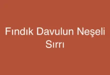 Fındık Davulun Neşeli Sırrı