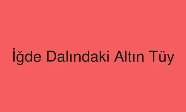 İğde Dalındaki Altın Tüy