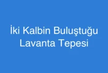 İki Kalbin Buluştuğu Lavanta Tepesi