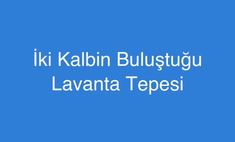 İki Kalbin Buluştuğu Lavanta Tepesi