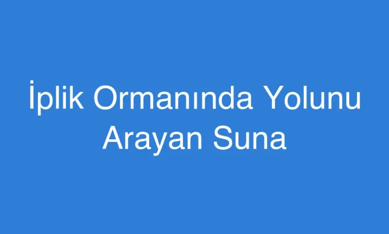 İplik Ormanında Yolunu Arayan Suna