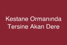 Kestane Ormanında Tersine Akan Dere