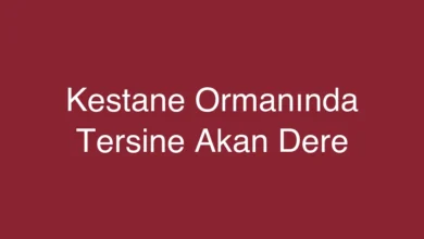 Kestane Ormanında Tersine Akan Dere