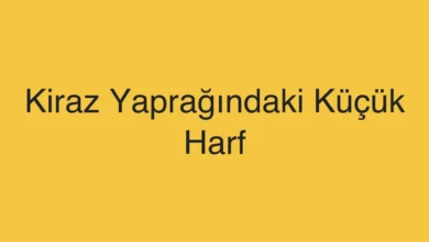 Kiraz Yaprağındaki Küçük Harf