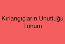 Kırlangıçların Unuttuğu Tohum
