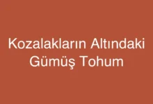 Kozalakların Altındaki Gümüş Tohum
