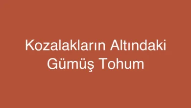 Kozalakların Altındaki Gümüş Tohum