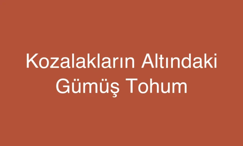 Kozalakların Altındaki Gümüş Tohum