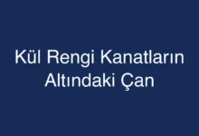 Kül Rengi Kanatların Altındaki Çan