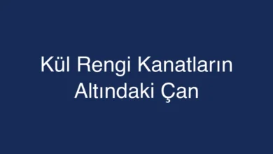 Kül Rengi Kanatların Altındaki Çan