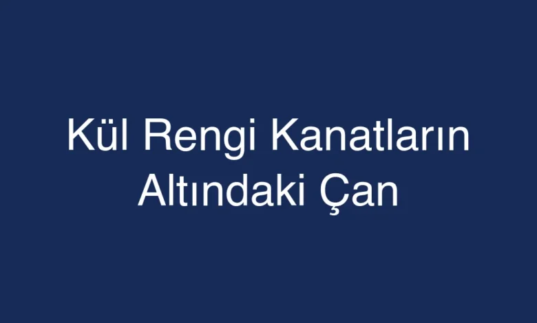 Kül Rengi Kanatların Altındaki Çan