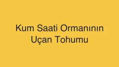 Kum Saati Ormanının Uçan Tohumu