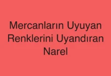 Mercanların Uyuyan Renklerini Uyandıran Narel