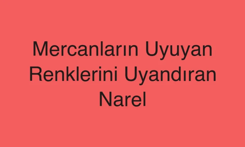 Mercanların Uyuyan Renklerini Uyandıran Narel